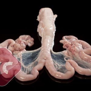 [Frozen Pork Uterus]