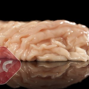 "FROZEN PORK RECTUM 40 CM"