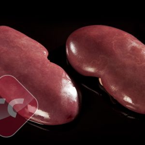 Pork Kidney