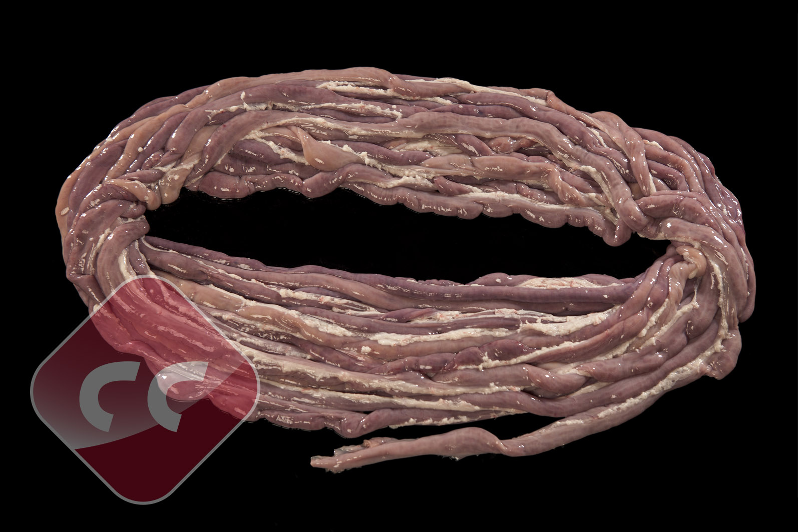 ||Frozen Pork Small Casing||